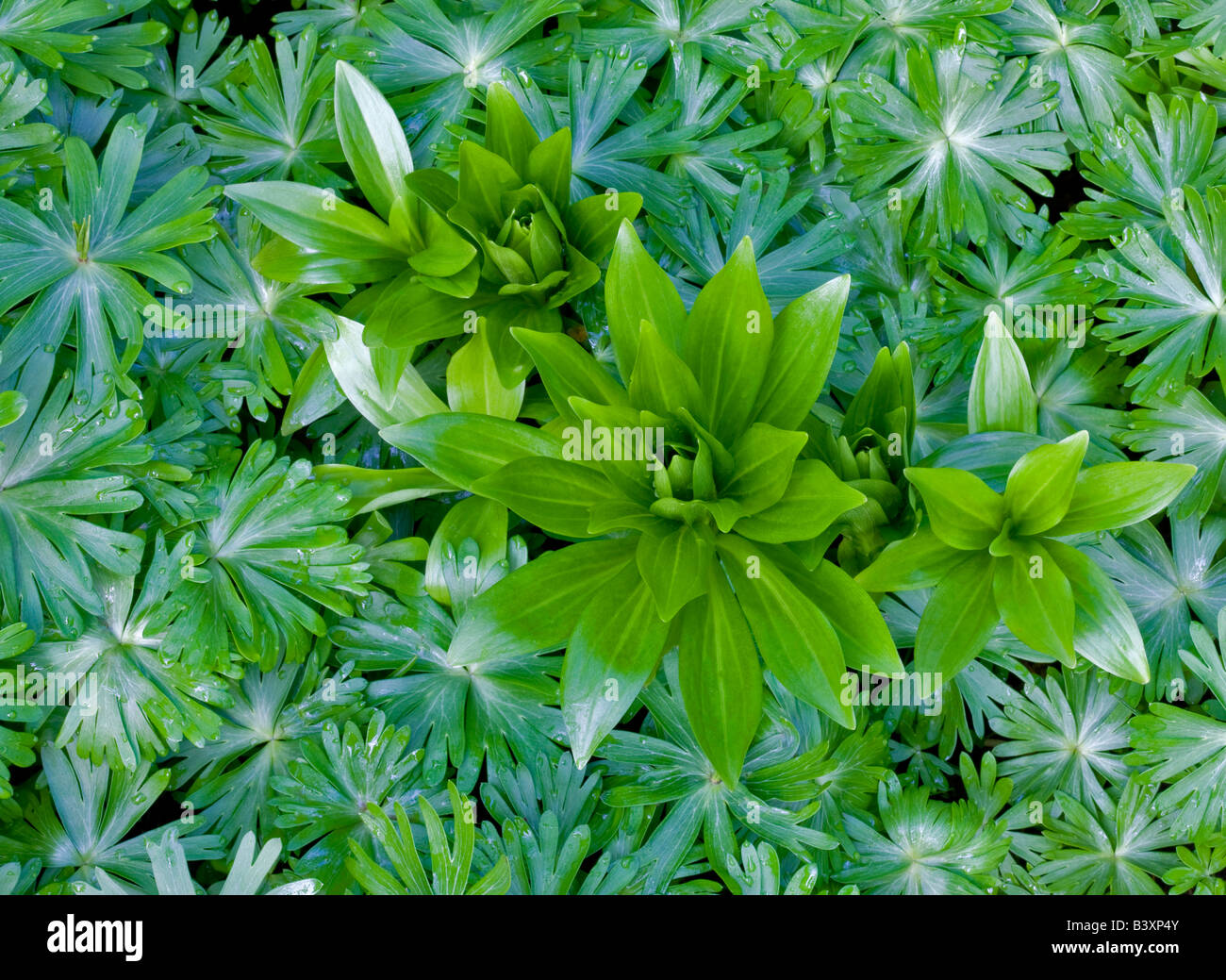 Close up of greeen feuilles à proximité évêques Portland Oregon Banque D'Images