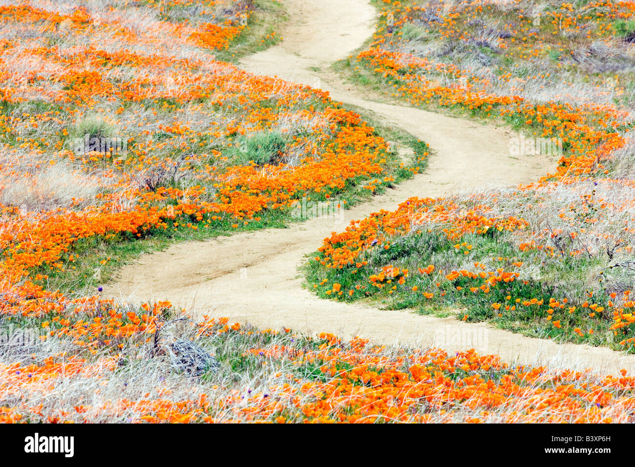 Chemin à travers Antelope Valley California Poppy préserver Banque D'Images