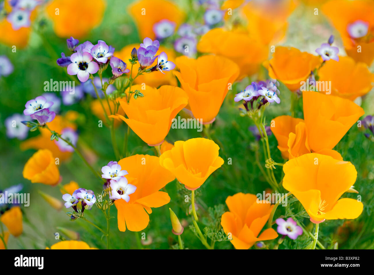 Coquelicots de Californie eschscholtzia de Californie et Davy Gilia latiflora ssp Davyi Antelope Valley California Poppy préserver Banque D'Images