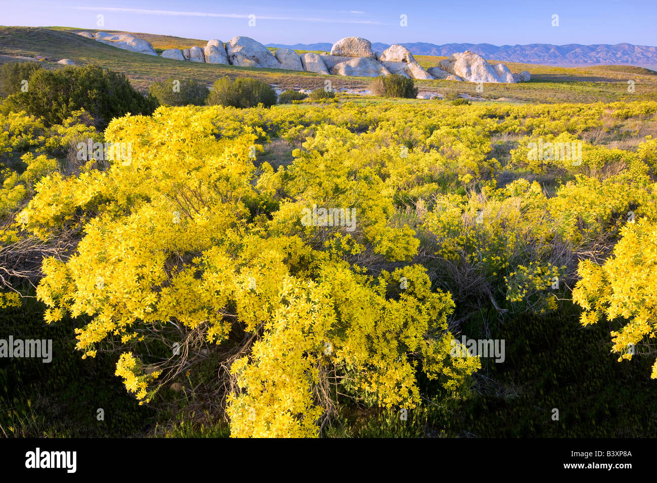 Bush d'or intérieur Ericamaenia linearifolia Carrizo Plain Californie Banque D'Images