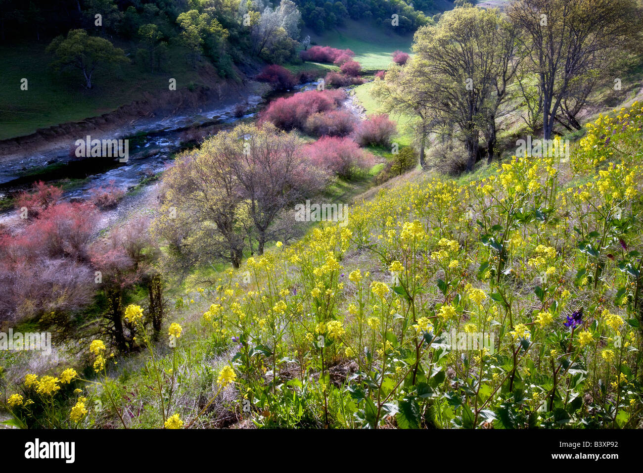 Saltcedar ou cinq étamines de tamaris Tamarix chinensis ramosissima le long de rives du ruisseau Bear avec Esysimum giroflée jaune sp Bea Banque D'Images