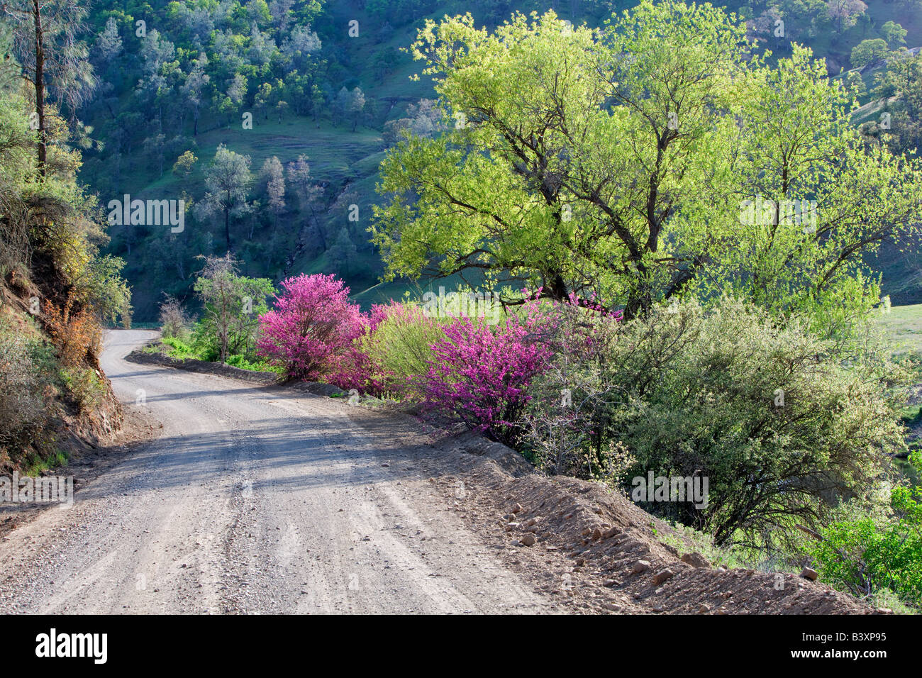 Chemin de terre à travers la vallée de l'ours avec Red Bud buissons Californie Banque D'Images