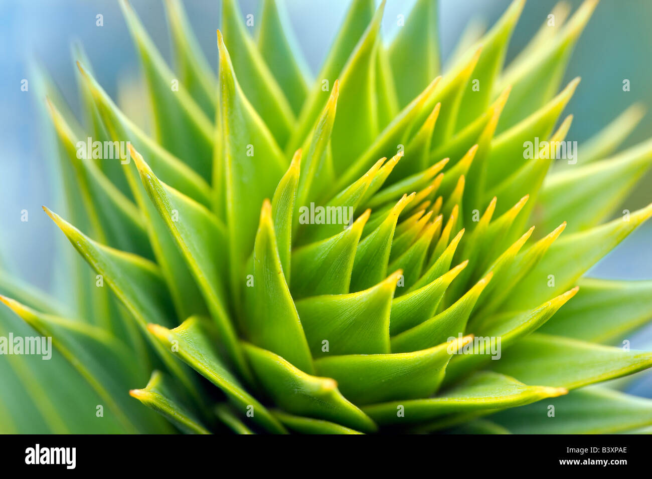 Astuce arbre monkey puzzle acaucana Araucaria Oregon Banque D'Images