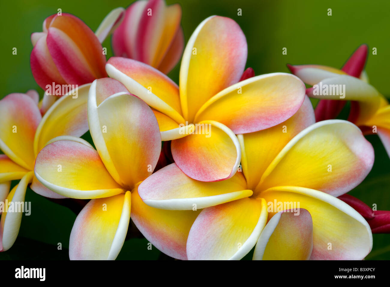 Plumaria ou fleur de frangipanier Kauai Hawaii Banque D'Images