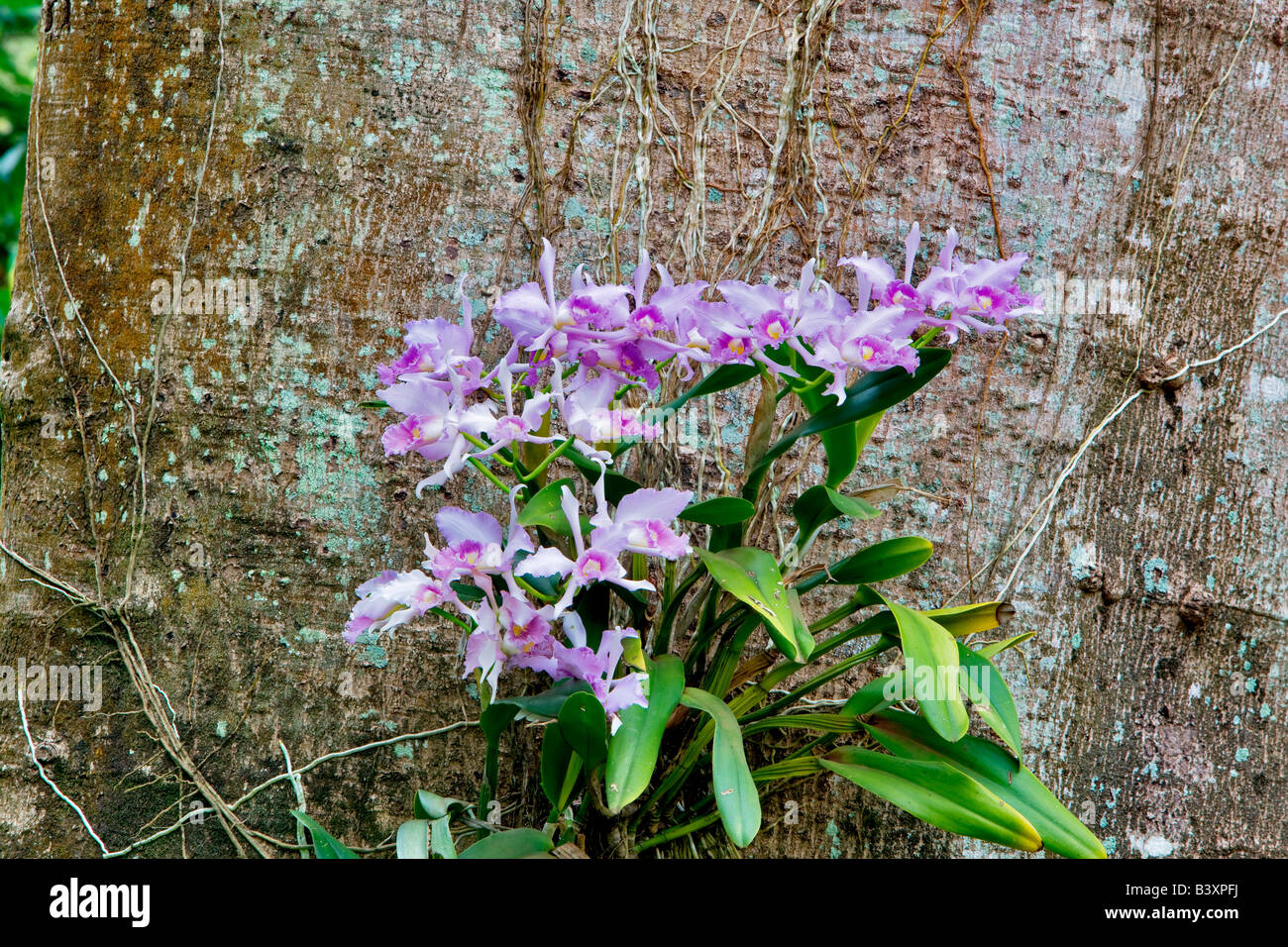 Orchid growing on tree dans National Kauai Hawaii Banque D'Images