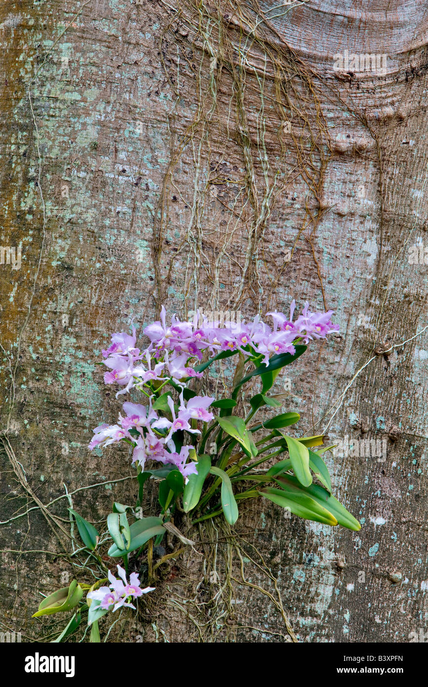 Orchid growing on tree dans National Kauai Hawaii Banque D'Images