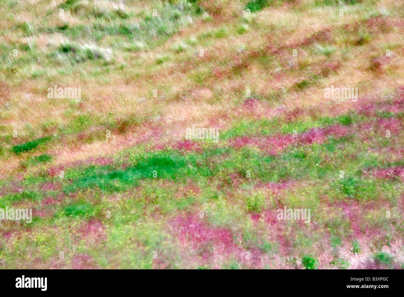 Herbes et fleurs sauvages brouillée par le vent le Hells Canyon National Recreation Area Oregon Banque D'Images