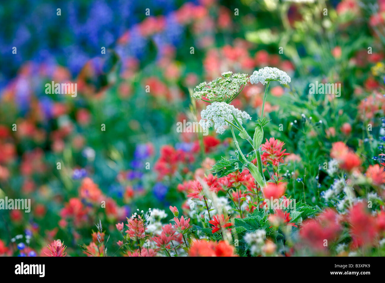 Fleurs sauvages mixtes surtout lupin paintbrush Hurricane Ridge Olympic National Park Washington Banque D'Images