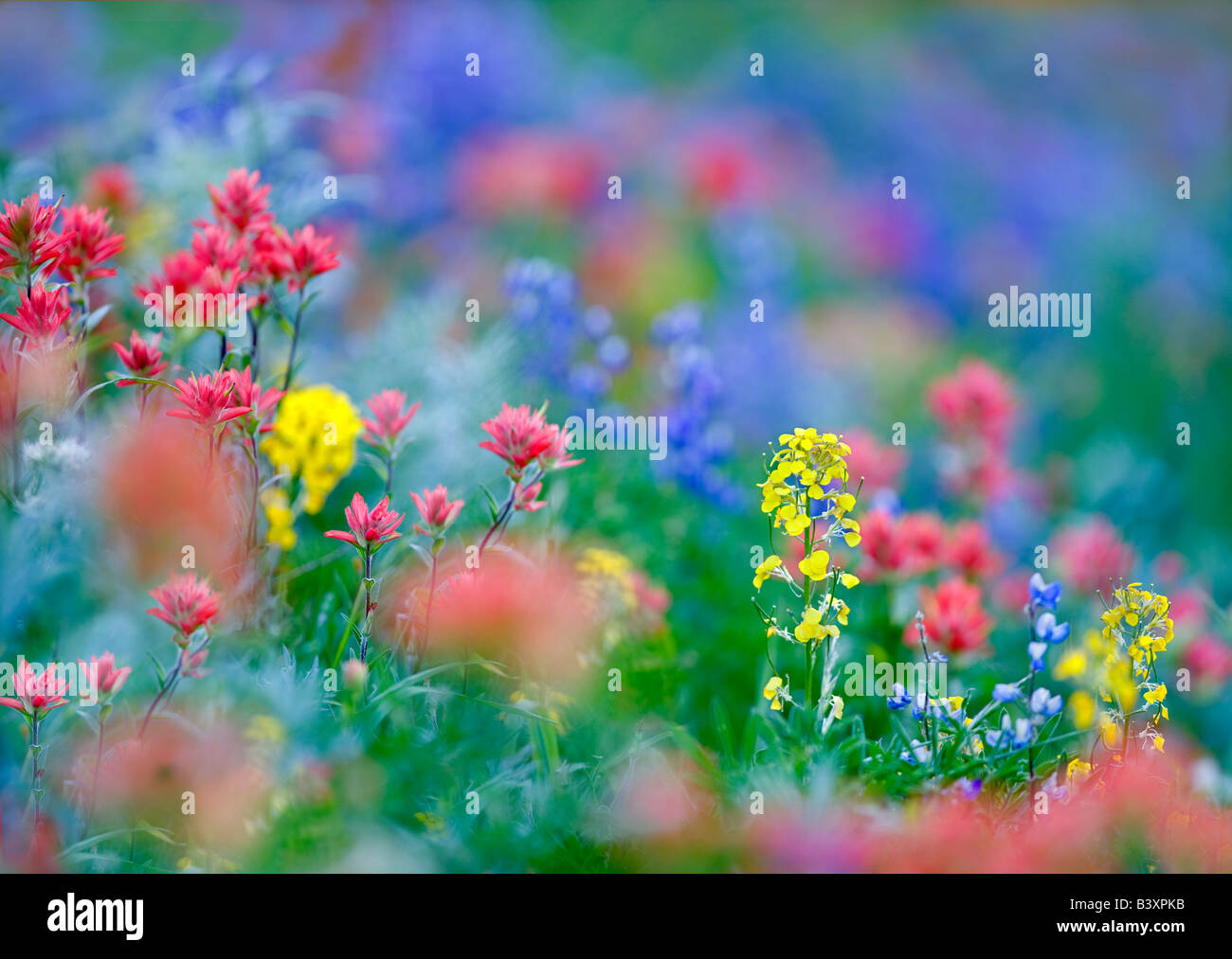 La plupart des fleurs sauvages mixtes pinceau lupin et Wall Flower Hurricane Ridge Olympic National Park Washington Banque D'Images