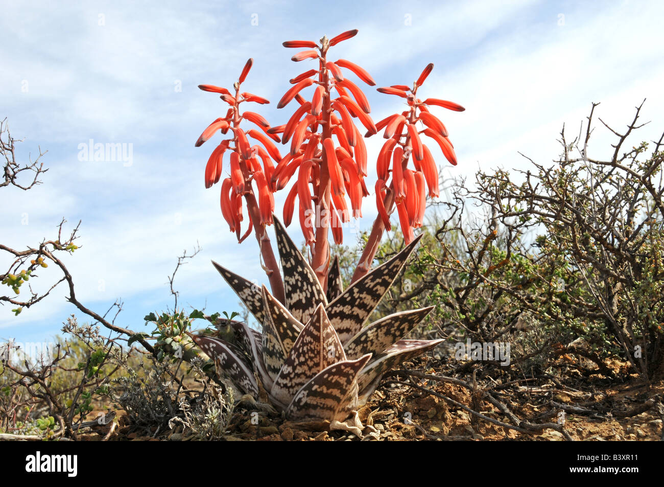 La floraison de l'Aloe variegata karoo semi désert Banque D'Images