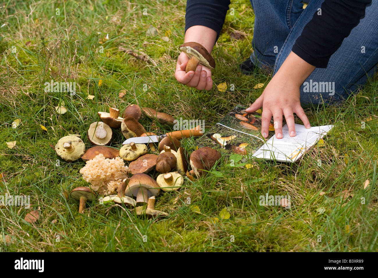 L'identification de la femme dans la forêt fraîchement cueilli des champignons comestibles Banque D'Images