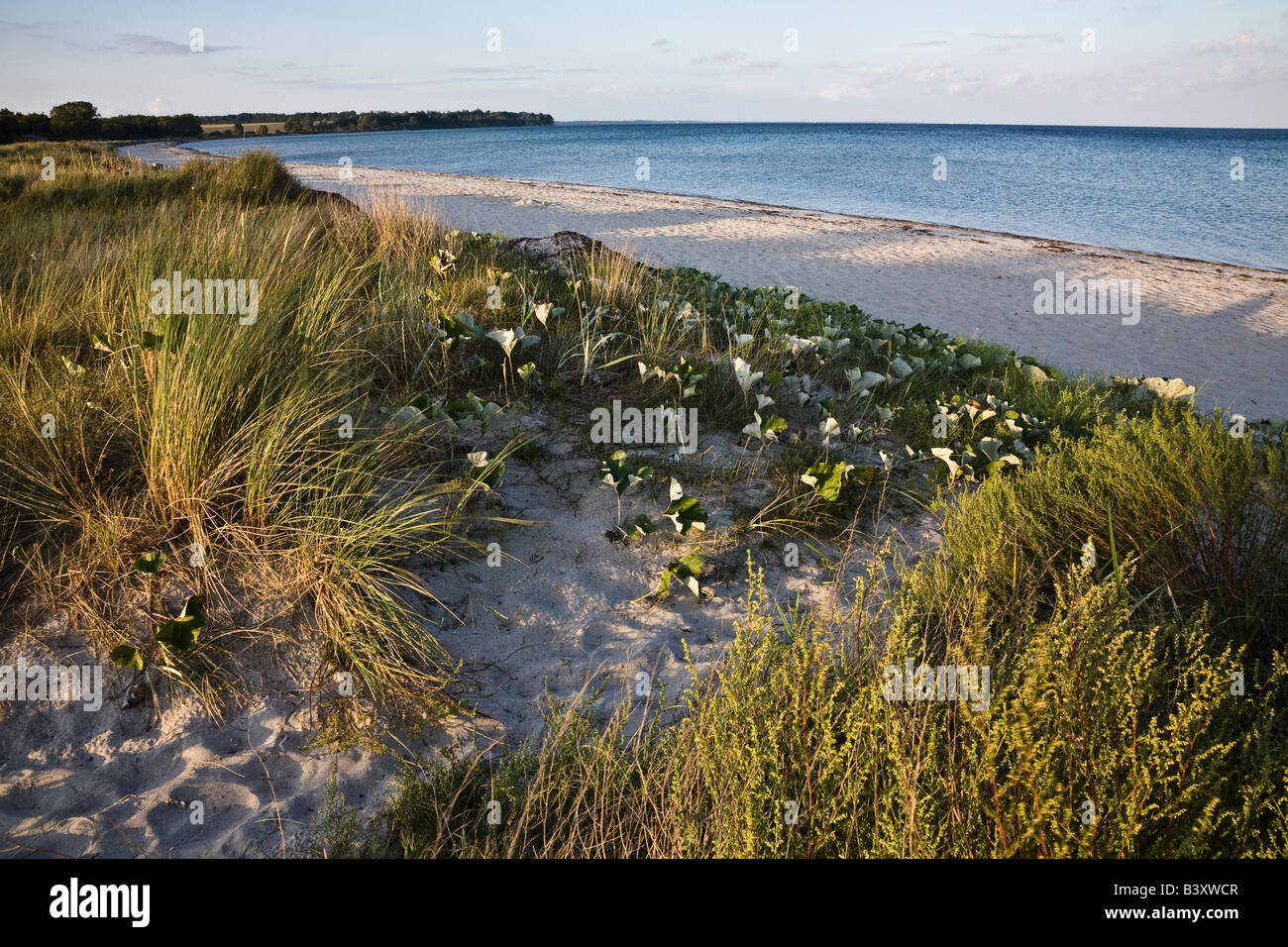 La plage déserte à Feddet dans la lumière du soir, la Nouvelle-Zélande, le Danemark Banque D'Images