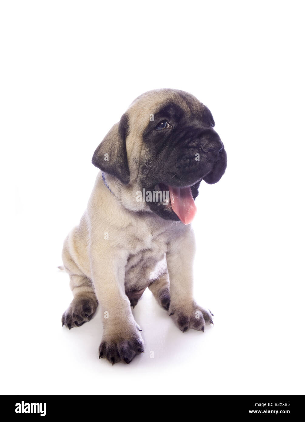 English Mastiff puppy sitting avec la bouche ouverte et la langue dehors isolé sur fond blanc Banque D'Images