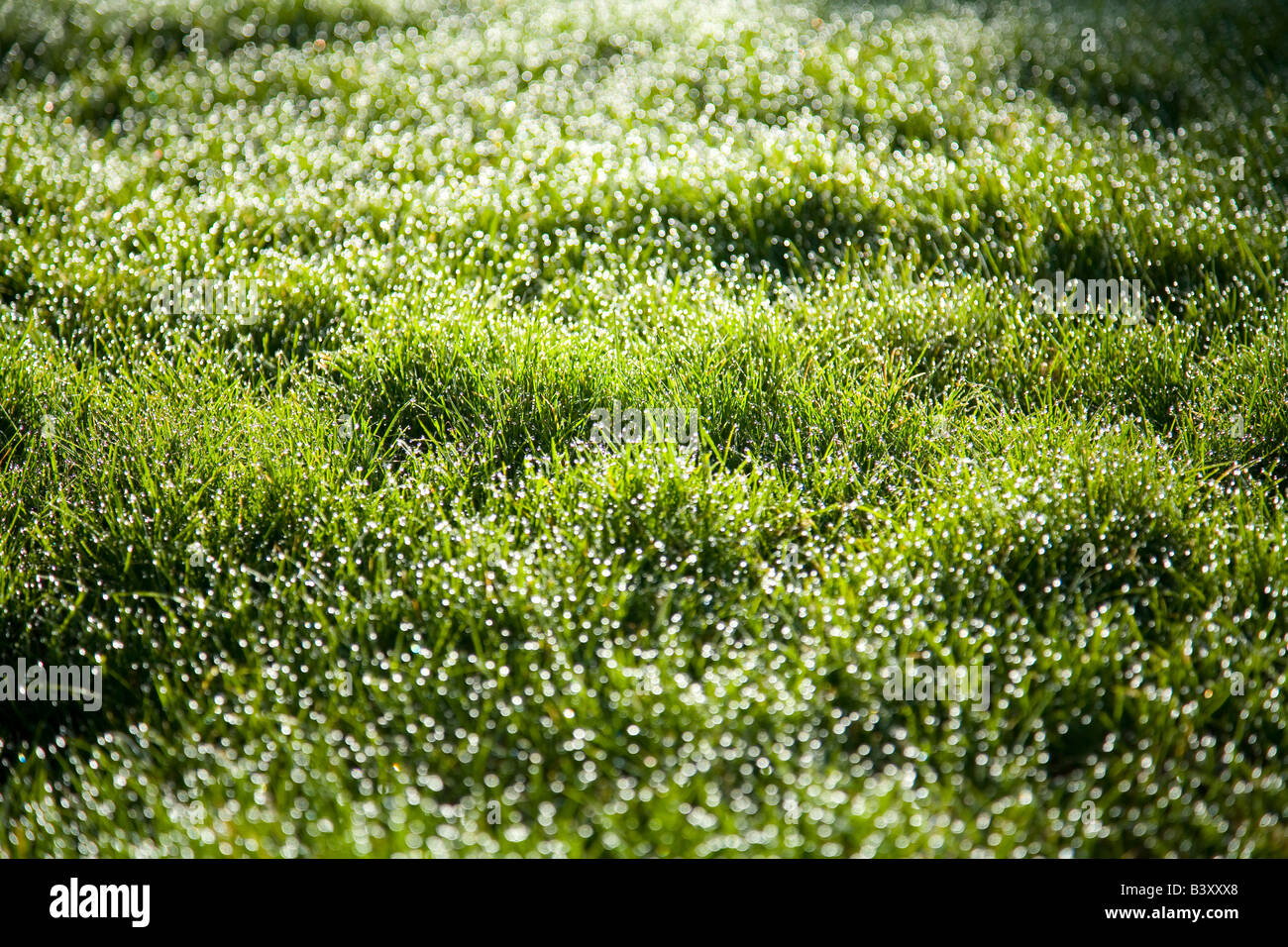 La rosée du matin sur l'herbe Banque D'Images