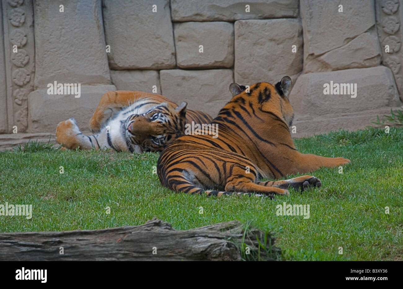 Tigres mâles et femelles au zoo Banque D'Images
