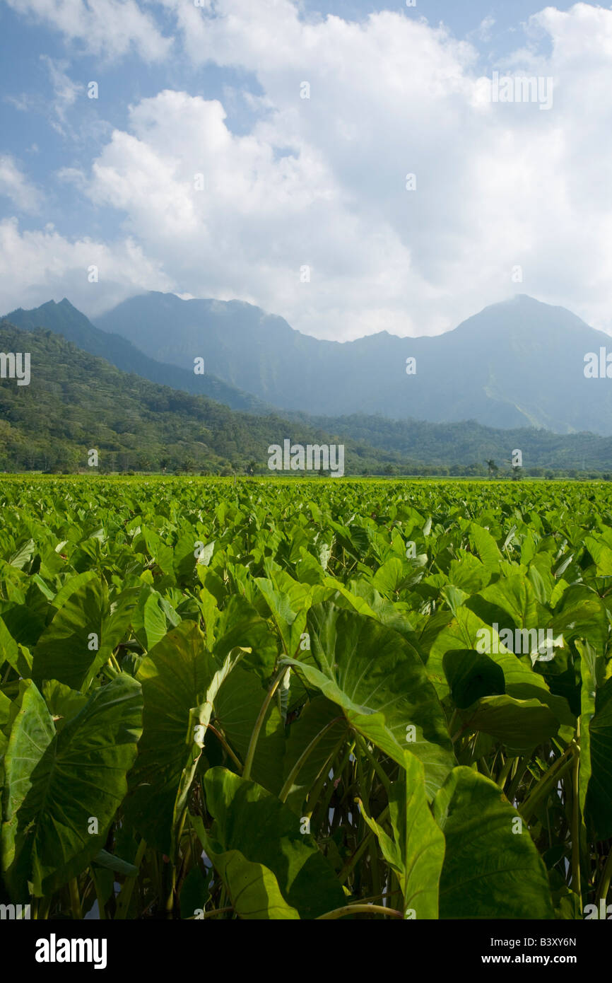 Les champs de taro dans la vallée d'Hanalei Hawaii Kaua USA Banque D'Images