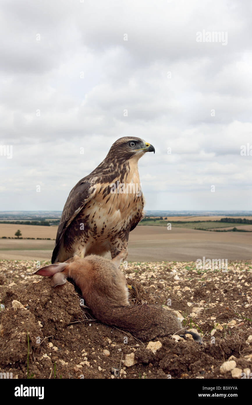 Buteo buteo Buzzard sur lapin Therfield Hertfordshire Banque D'Images
