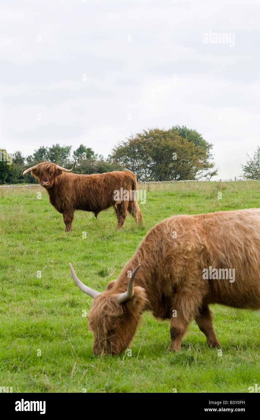 La Highland cattle Banque D'Images