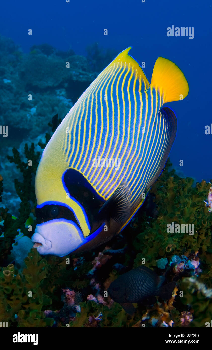 Emperor Angelfish Pomacanthus imperator dans le Parc National de Komodo Komodo en Indonésie Banque D'Images
