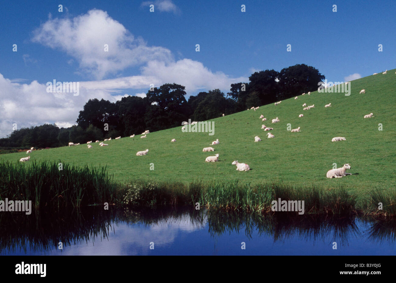 Gare avec des moutons sur la colline près de Welshpool, Powys, Pays de Galles, Grande-Bretagne, Royaume-Uni, Europe Banque D'Images