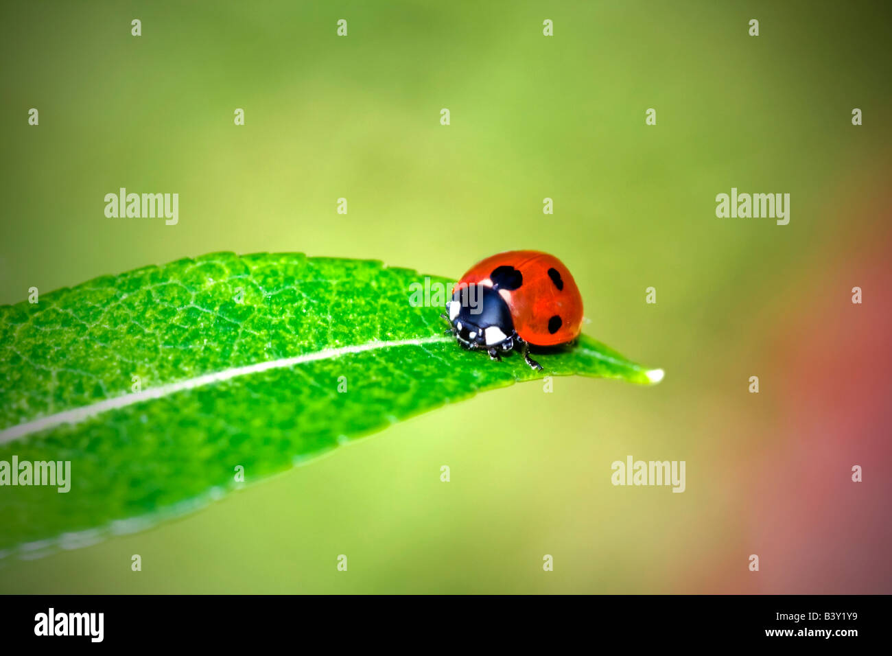 Insecte macro coccinelle sur une feuille Banque D'Images