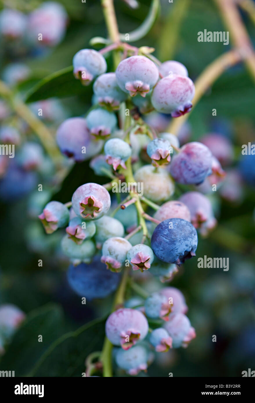 Myrtille, vaccinium cluster prêt à prendre Banque D'Images