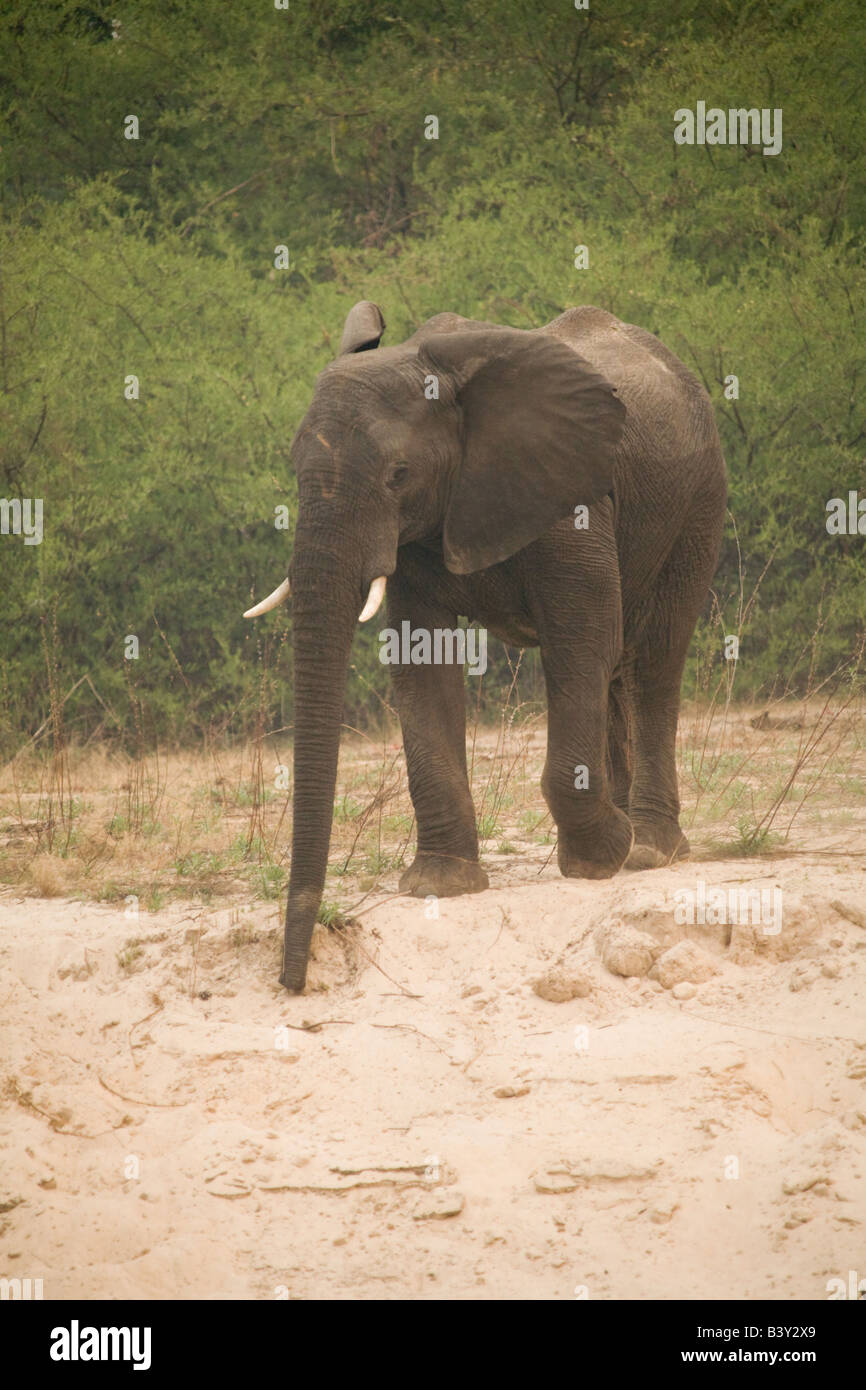Mosi oa Tunya Elephant National Park, Livingstone Zambie Afrique du Sud Banque D'Images