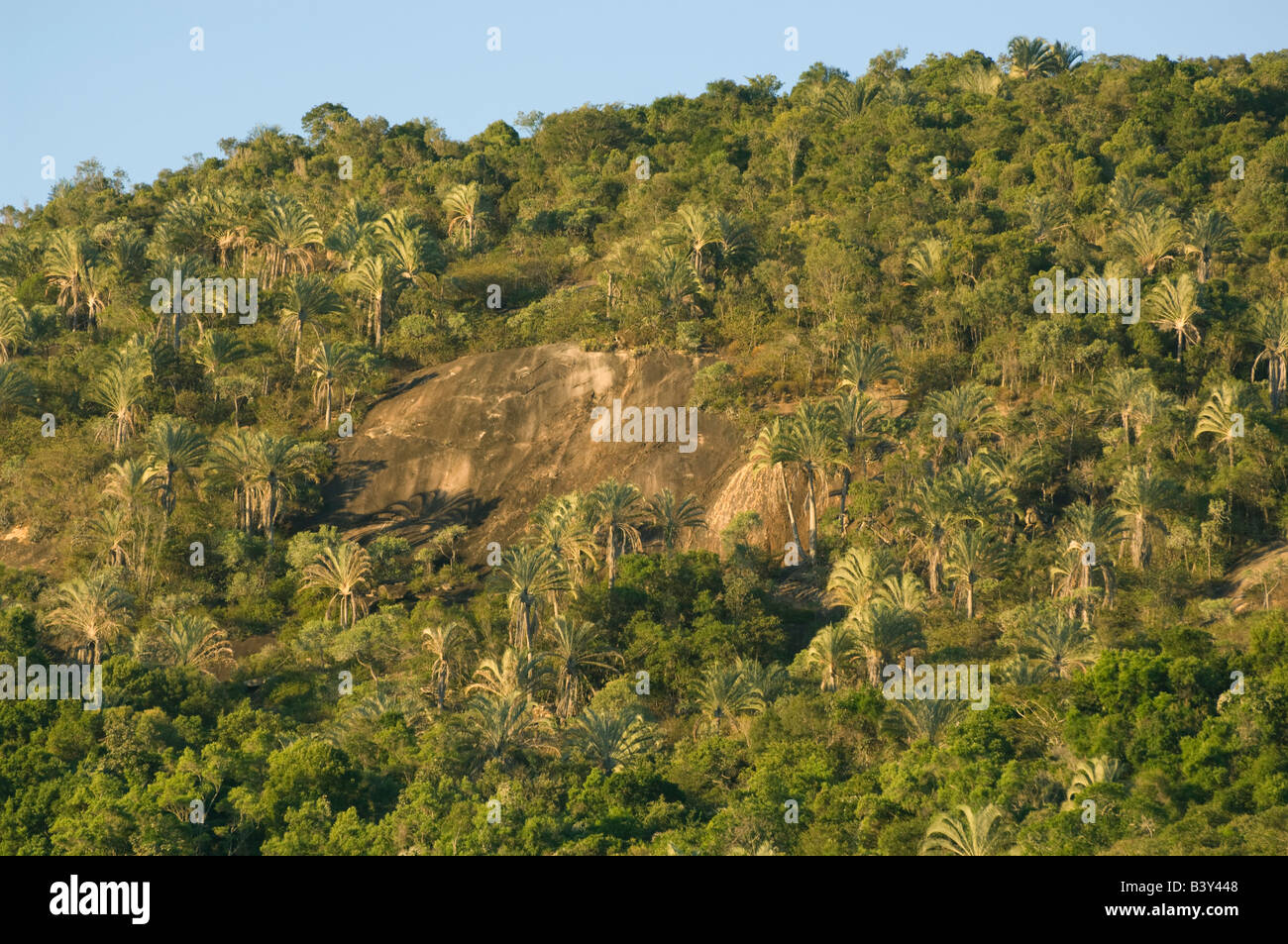 Palmiers Dypsis decaryi (triangle) palmiers endémiques au sud de Madagascar, le Parc National d'Andohahela, Madagascar Banque D'Images