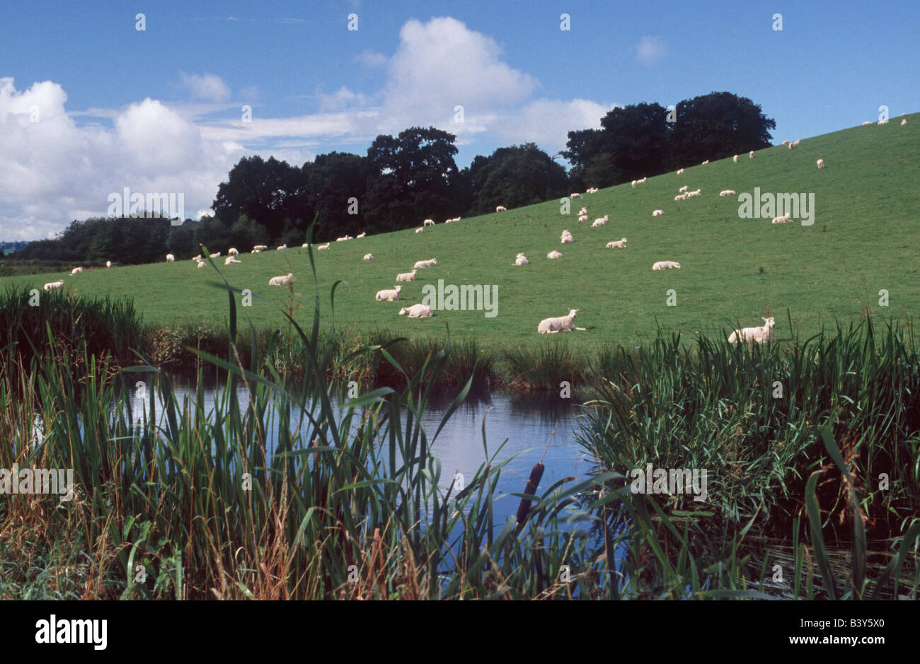 Gare avec des moutons sur la colline près de Welshpool, Powys, Pays de Galles, Grande-Bretagne, Royaume-Uni, Europe Banque D'Images