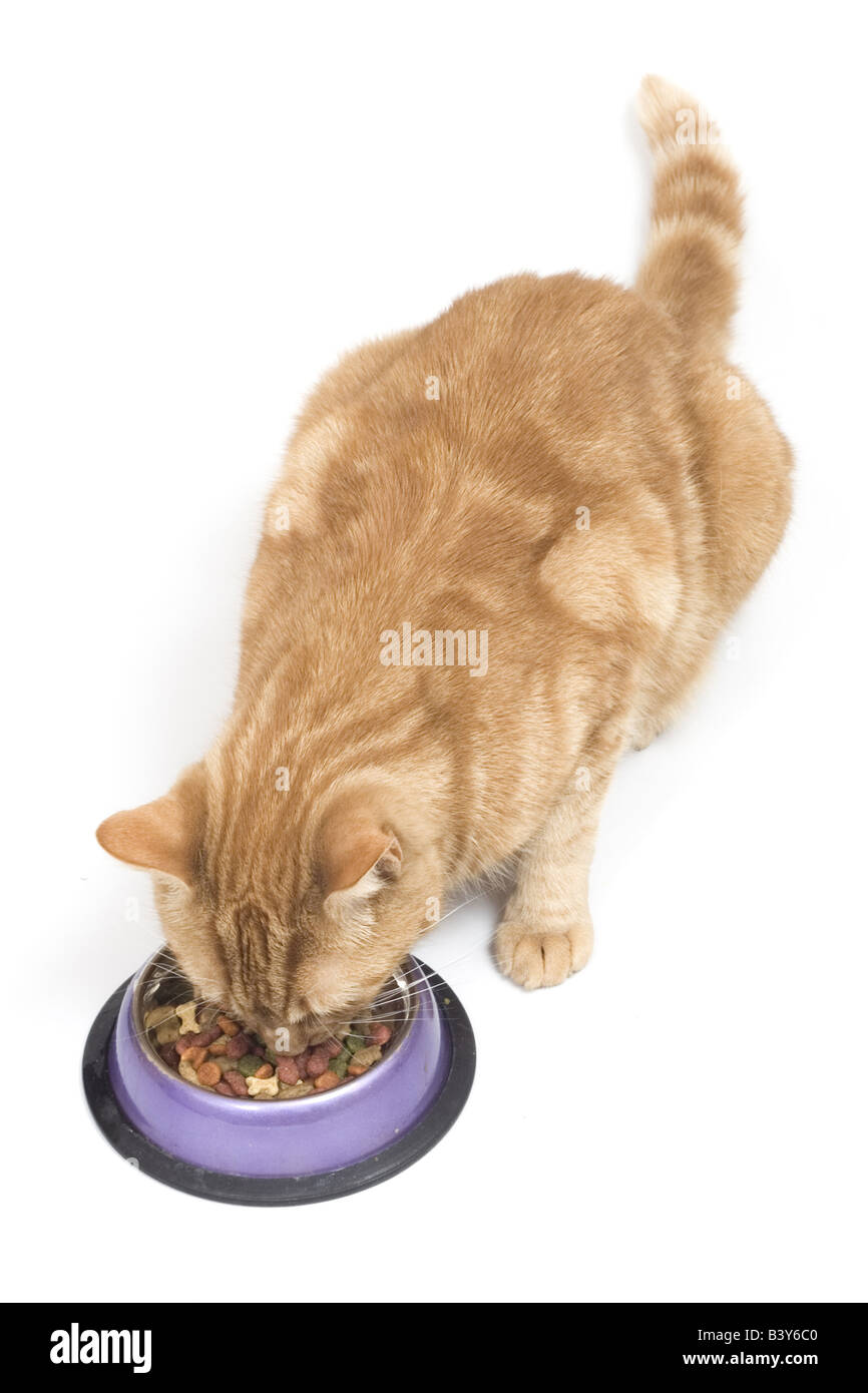 L'alimentation d'un chat de gingembre bol violet. Banque D'Images