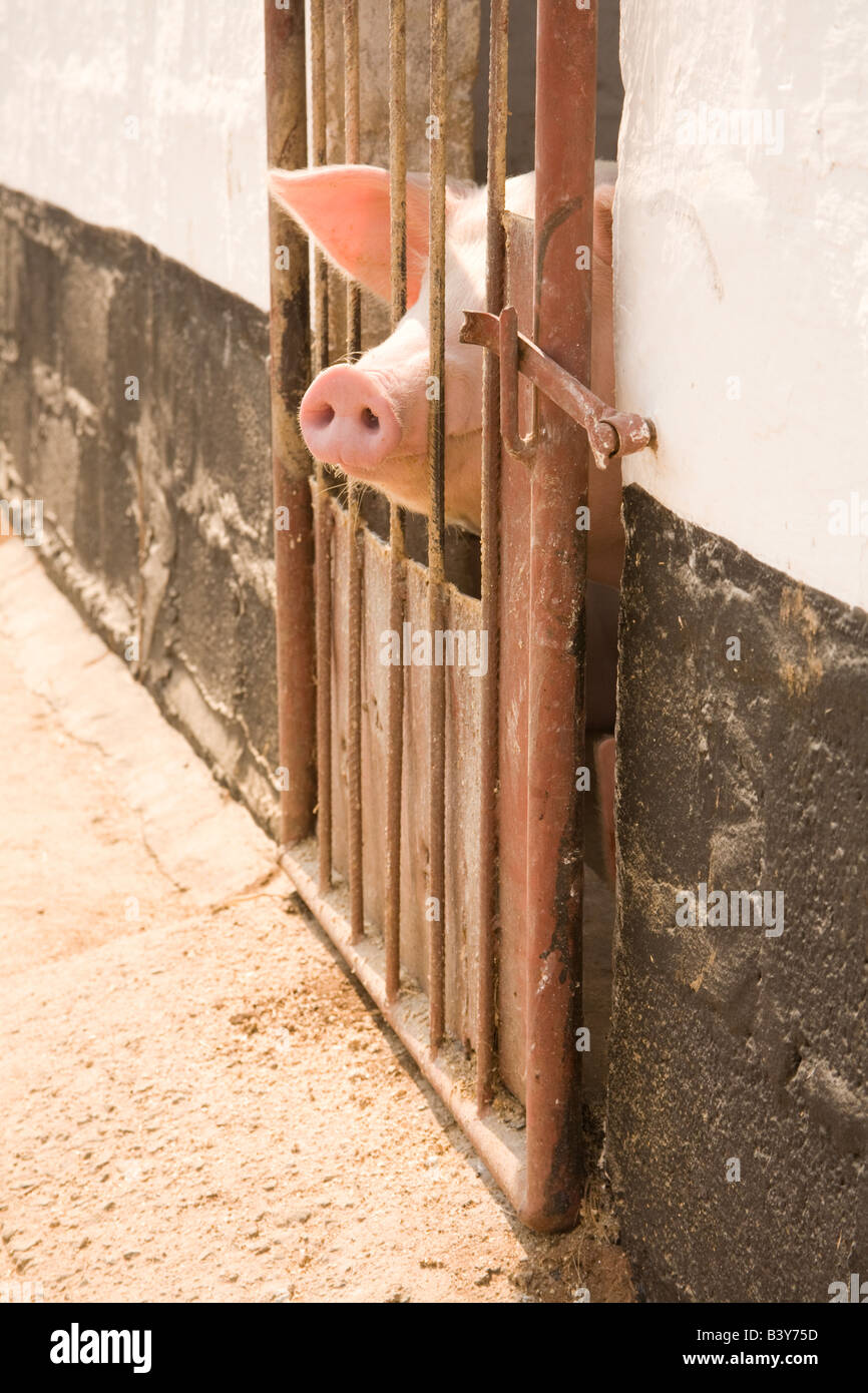 Porcs landrace Kafuie Zambie Afrique. Banque D'Images