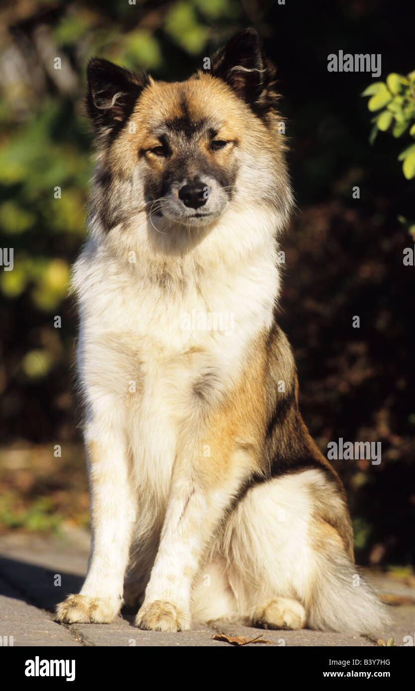 Chien de Berger islandais, Islande (Canis lupus familiaris), assis Banque D'Images