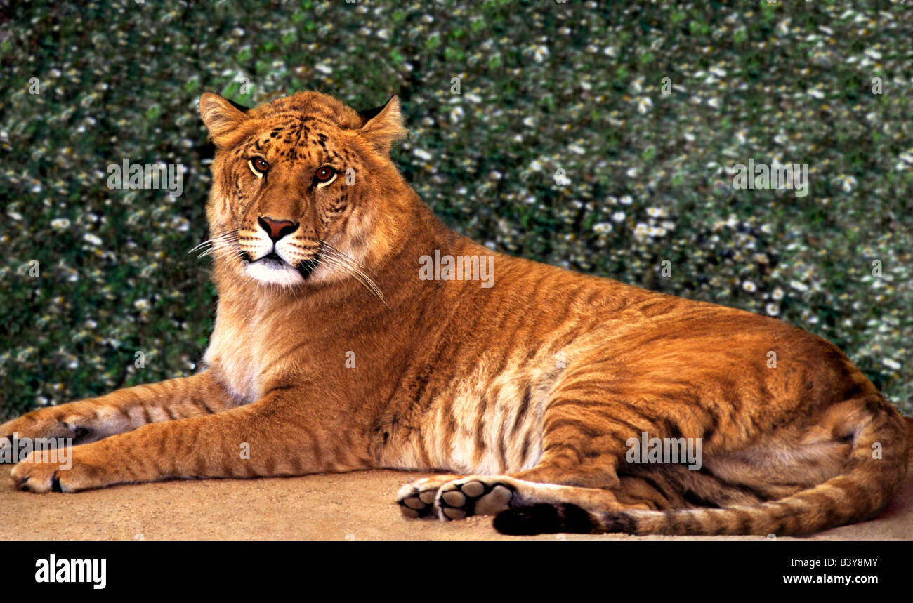 Hybride de tigre et lion Banque de photographies et d'images à haute  résolution - Alamy