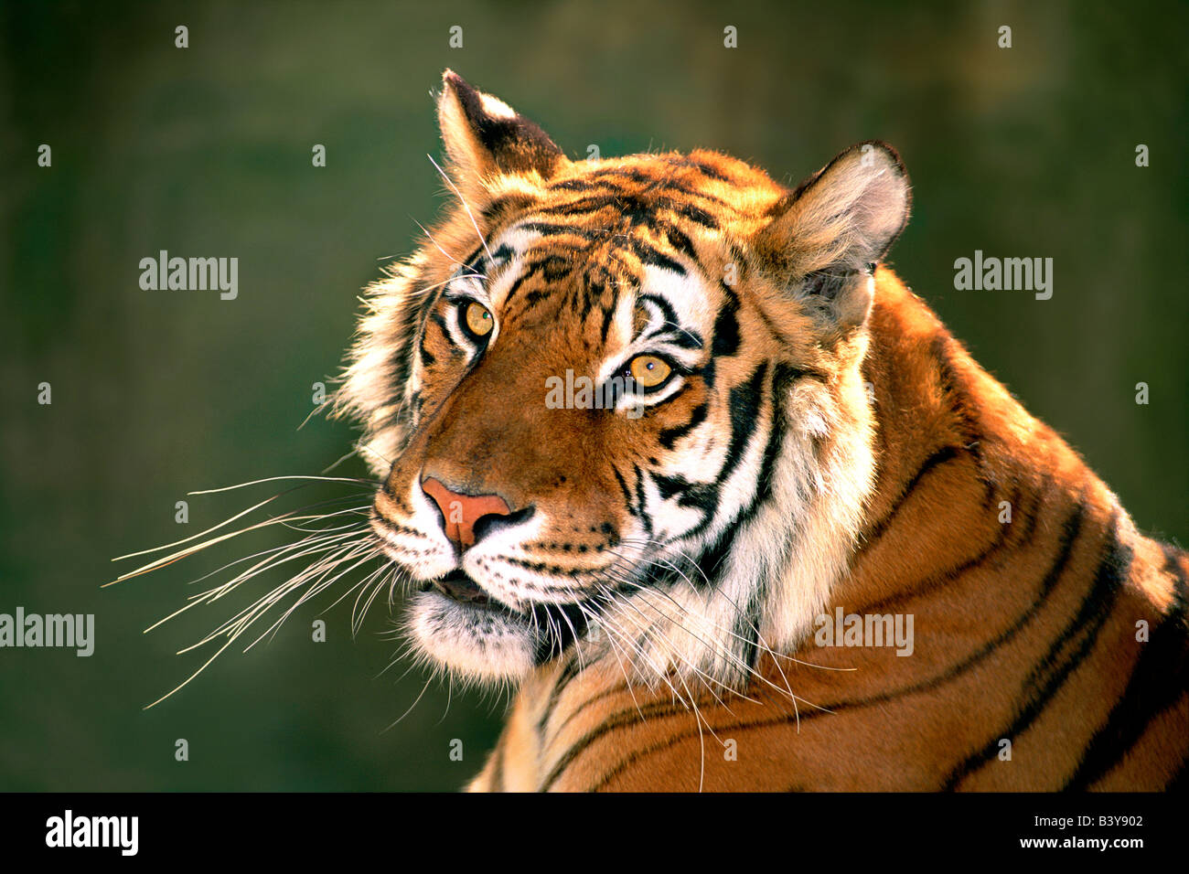 USA, Californie, Los Angeles County. Portrait de tigre du Bengale au Wildlife Waystation de sauvetage. (Captive) Banque D'Images