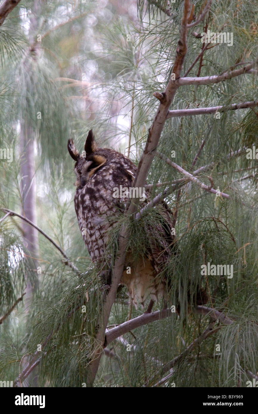 Long-eared Owl assis sur la branche Tamaris dans Anza-Borrego Desert State Park CA. Banque D'Images