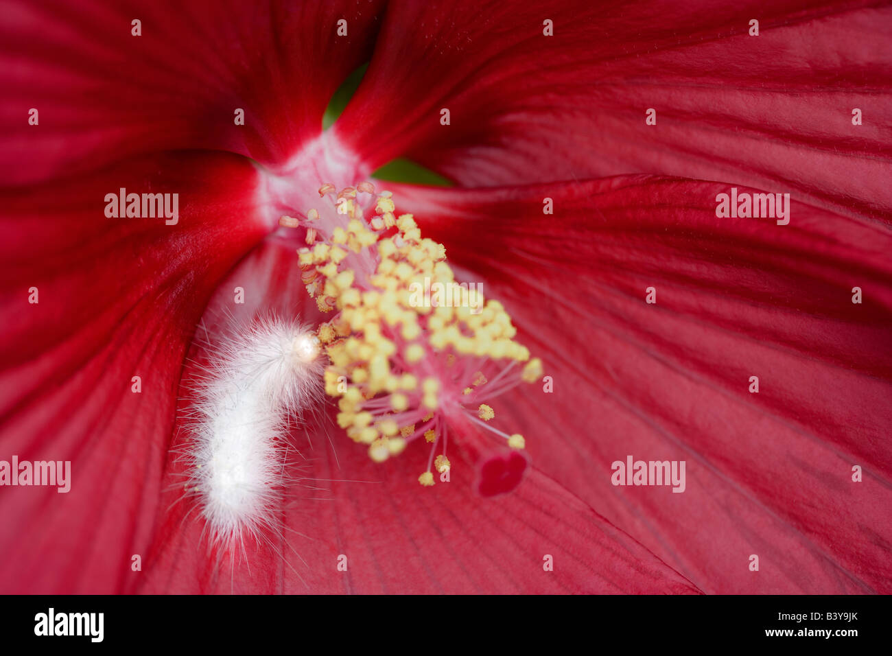 Caterpillar blanc sur Luna Hybiscus Hughes Jardin Eau Oregon Banque D'Images