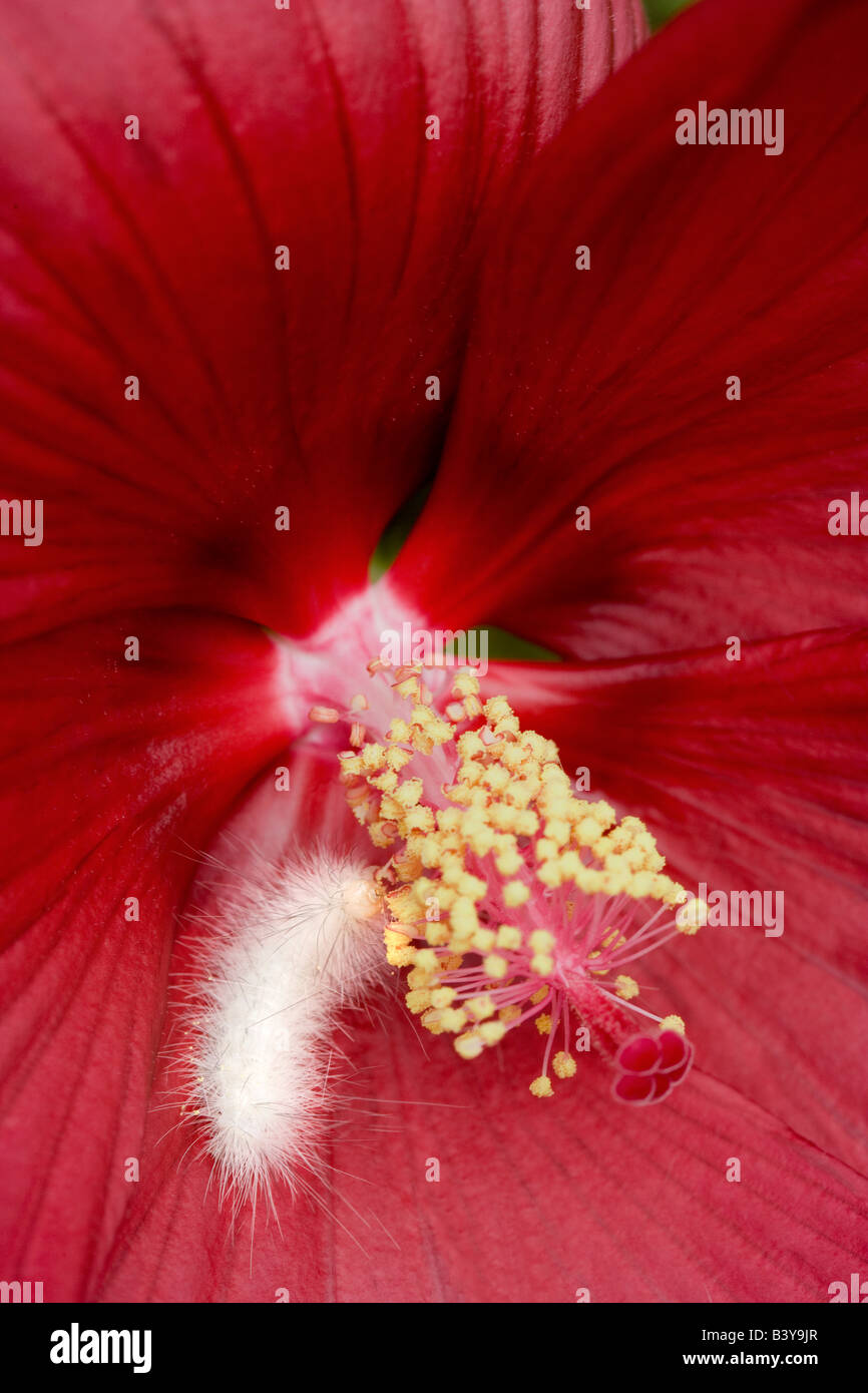 Caterpillar blanc sur Luna Hybiscus Hughes Jardin Eau Oregon Banque D'Images