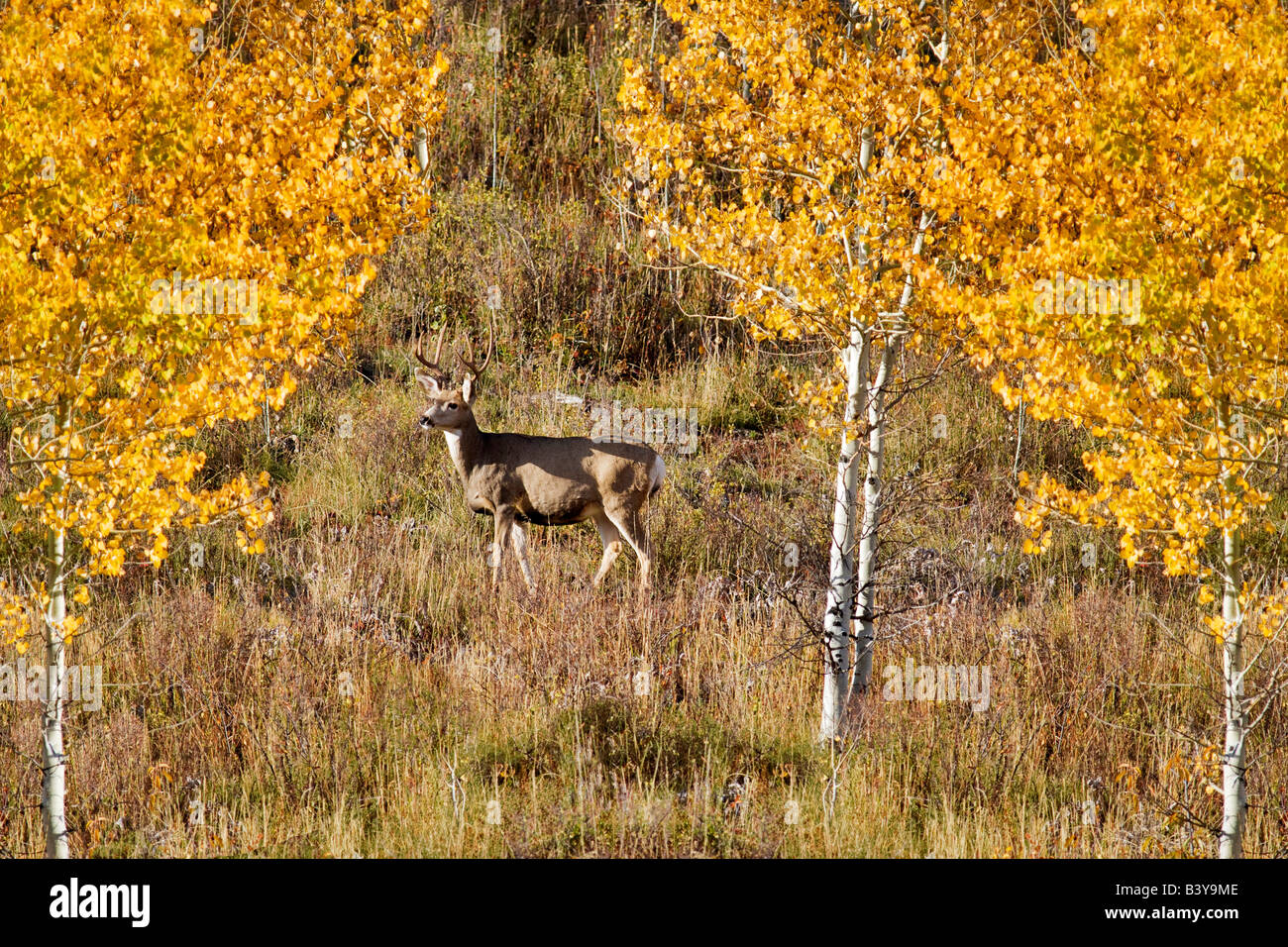 Buck deer avec couleur automne tremble WY Teton National Park Banque D'Images