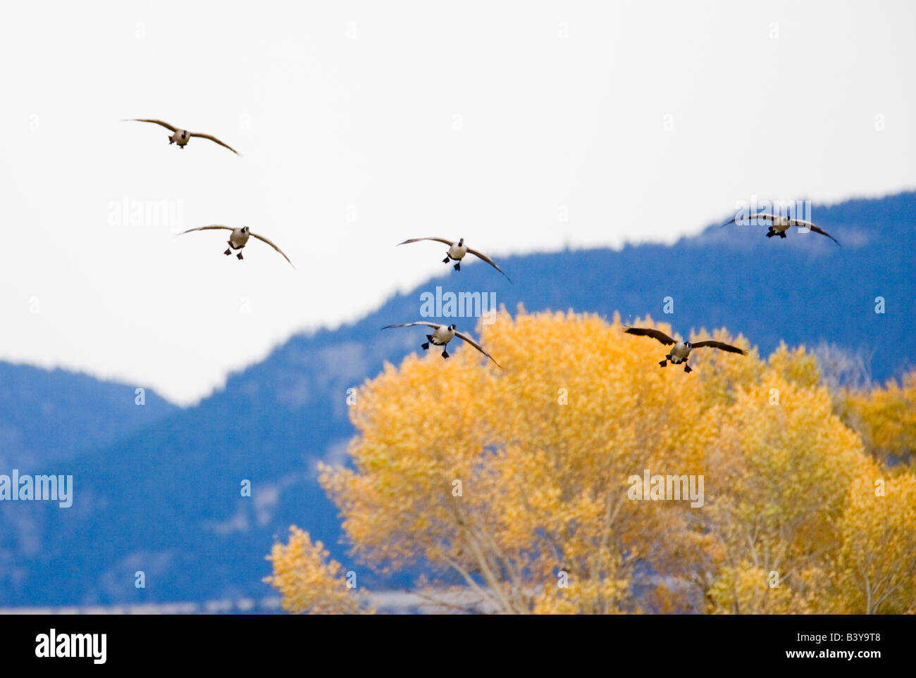L'atterrissage des oies avec des couleurs d'automne au Montana Banque D'Images