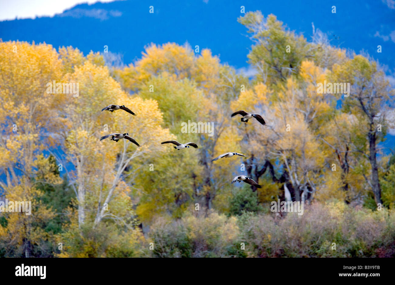 L'atterrissage des oies avec des couleurs d'automne au Montana Banque D'Images