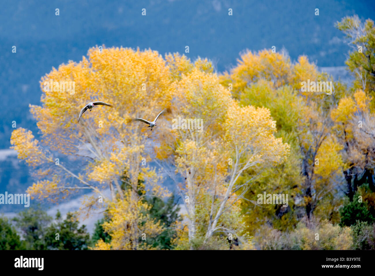 La grue du palier avec couleurs d'automne au Montana Banque D'Images