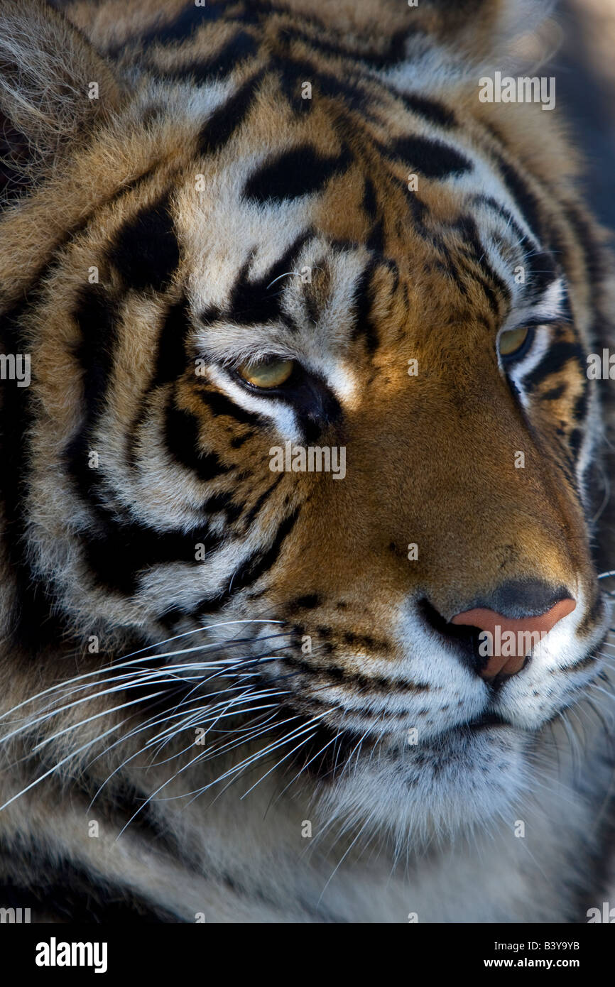 Tigre du Bengale Jeu de la côte ouest de l'Oregon Park Banque D'Images