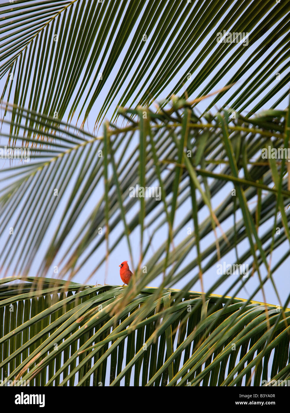 Cardinal rouge à palm tree in Banque D'Images