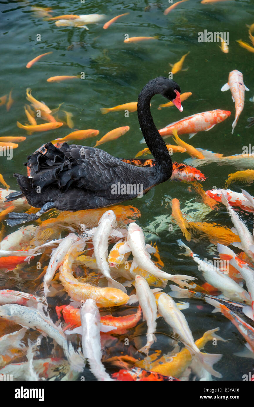 Black Swan et poisson koi Hyatt hôtel Kauai Hawaii Banque D'Images