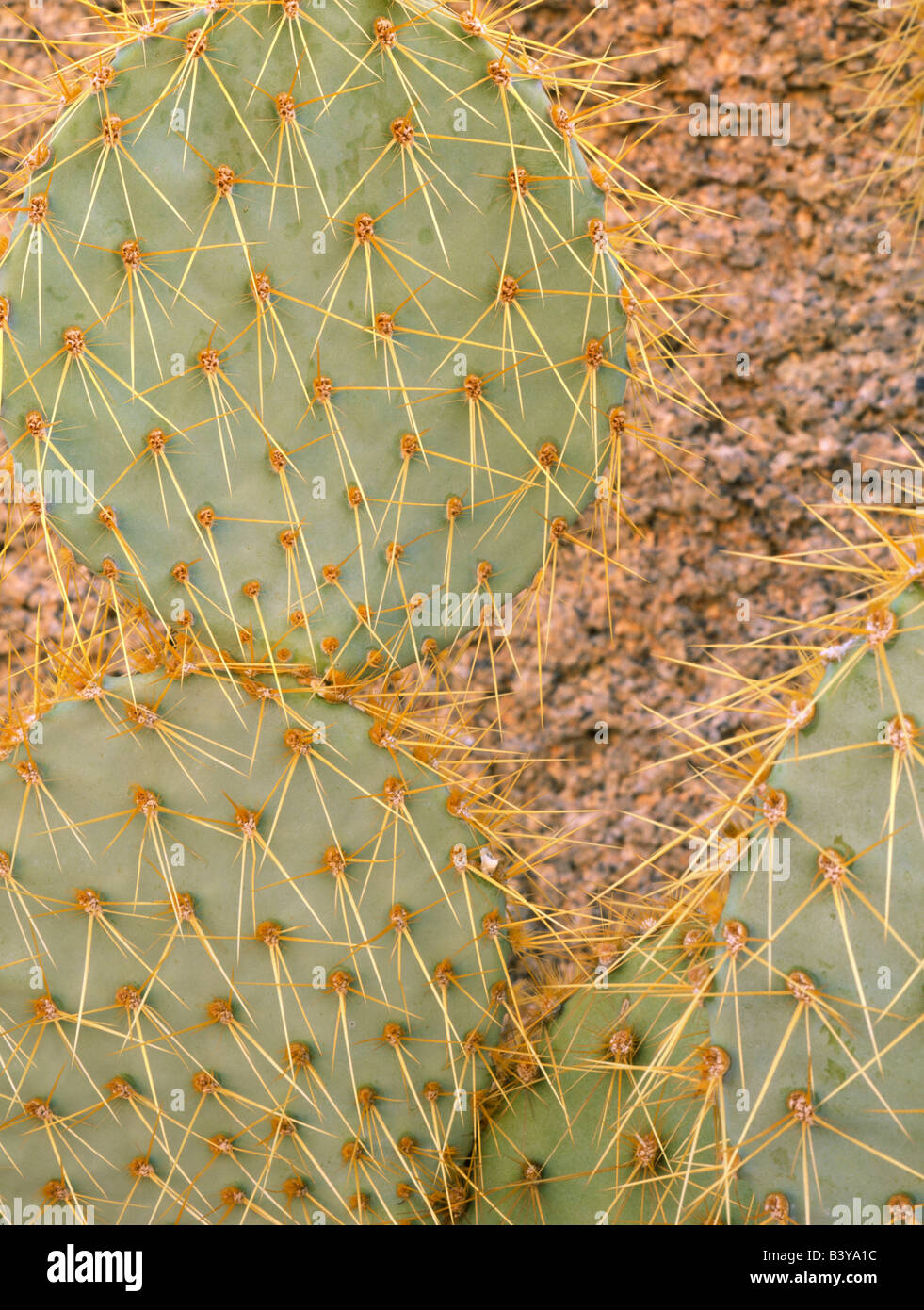 JOSHUA TREE NATIONAL PARK EN CALIFORNIE. USA. Pancake cactus (Opuntia chlorotica) et la monzonite quartzifère. Banque D'Images