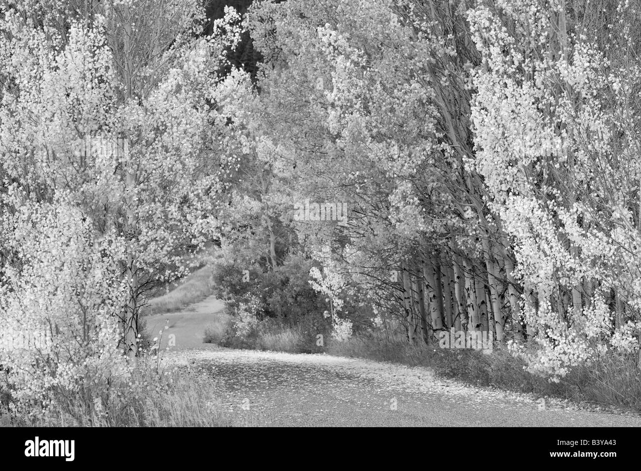 Route à travers l'automne peupliers couleur Montana Banque D'Images