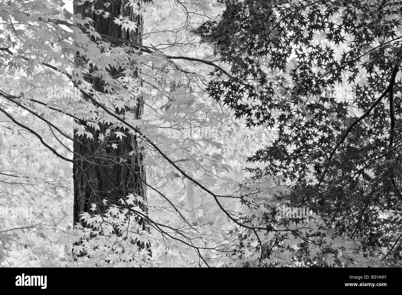 Érables japonais couleur automne Crystal Springs Rhododendron Gardens Portland Oregon Banque D'Images Érables japonais couleur automne Crystal Springs Rhododendron Gardens Portland Oregon Banque D'Images