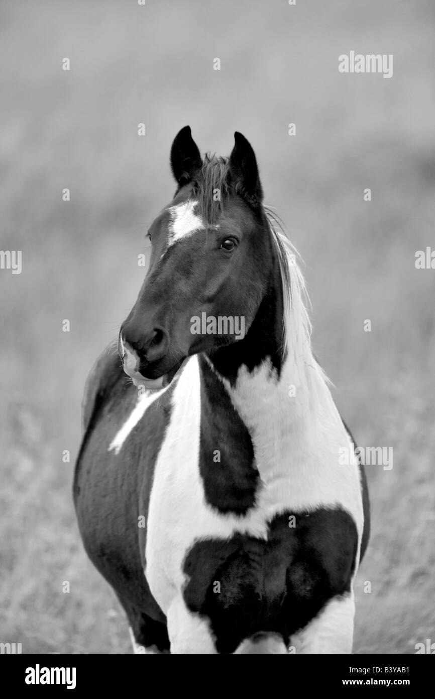 Cheval Noir et blanc Montana Banque D'Images