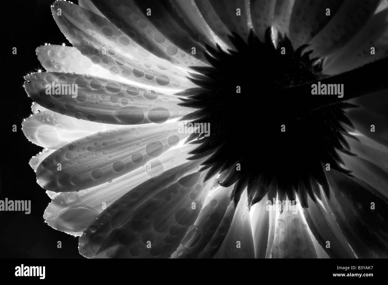 Gerbera flower rétroéclairé Banque D'Images