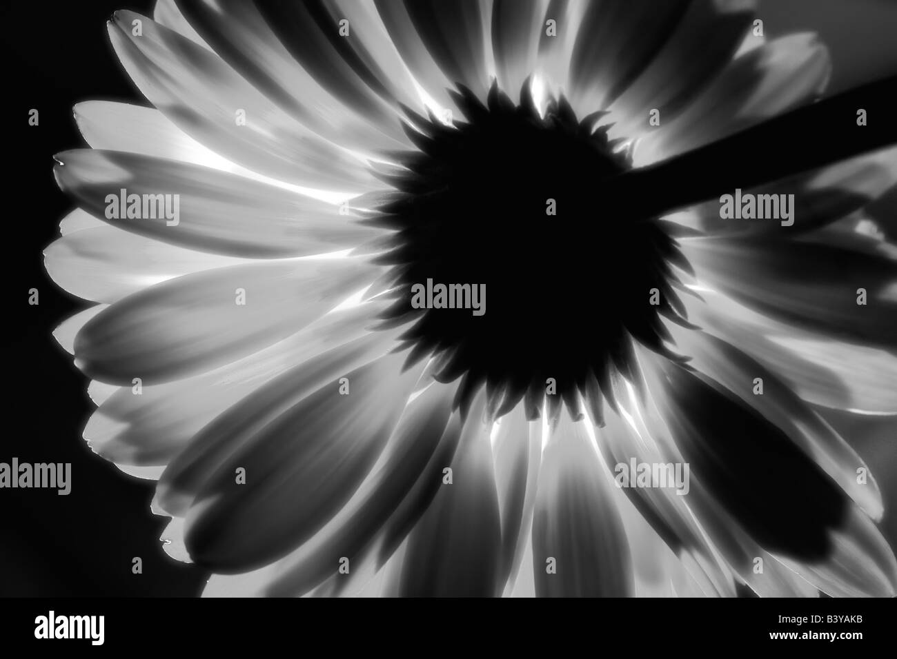 Gerbera flower rétroéclairé Banque D'Images